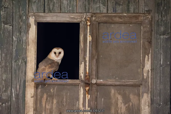 : Barn Owl - adult owl perched in old window frame - Netherlands : Barn Owl - adult owl perched in old window frame - Netherlands