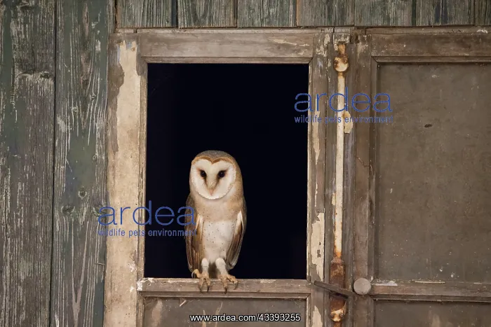 : Barn Owl - adult owl perched in old window frame - Netherlands : Barn Owl - adult owl perched in old window frame - Netherlands