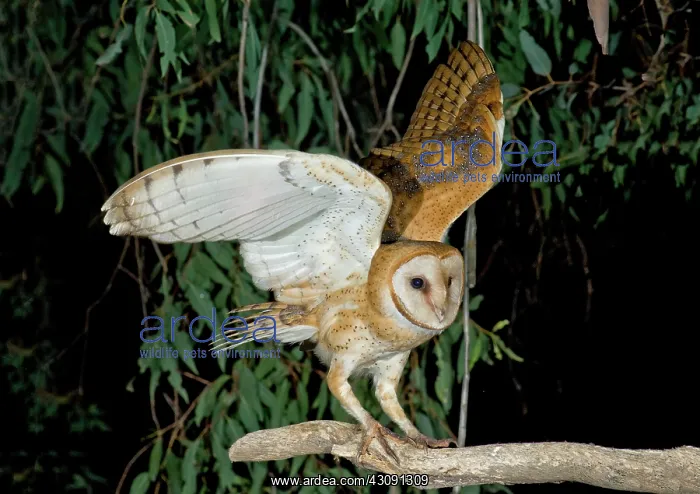 : Barn Owl Alights : Barn Owl Alights