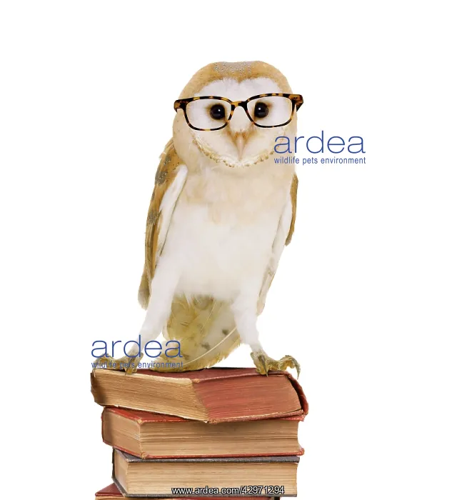 : Barn Owl - with books - wearing glasses : Barn Owl - with books - wearing glasses