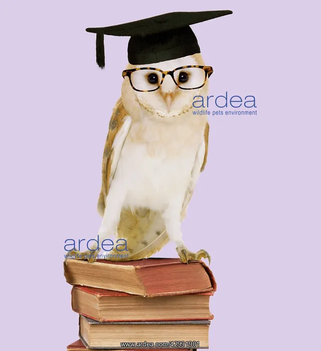 : Barn Owl - with books - wearing glasses & mortar board : Barn Owl - with books - wearing glasses & mortar board