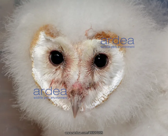 : Barn Owl - chick / nestling : Barn Owl - chick / nestling
