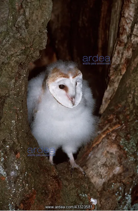 : BARN OWL - chick in tree hollow : BARN OWL - chick in tree hollow