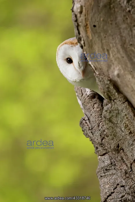: Barn Owl, common barn owls (Tyto alba), Owls, Animals : Barn Owl, common barn owls (Tyto alba), Owls, Animals