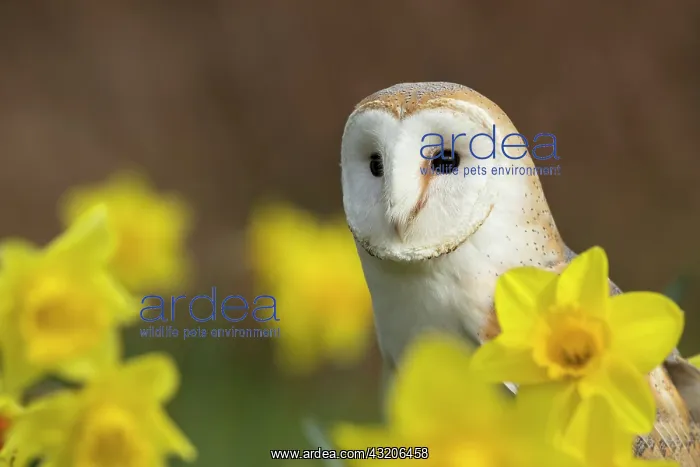  : Barn Owl - Cornwall - UK