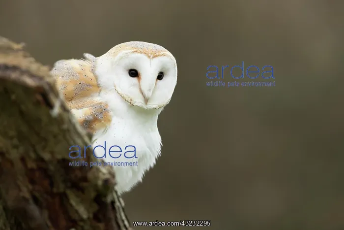  : Barn Owl - Cornwall - UK