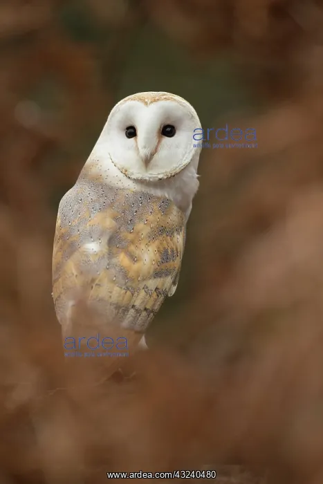  : Barn Owl - Cornwall - UK