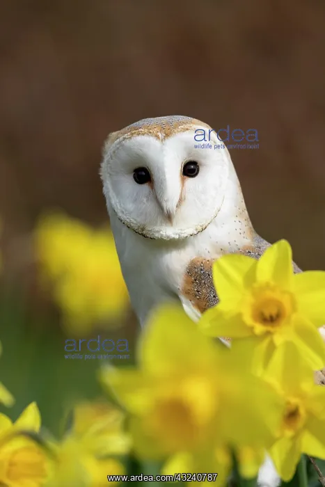  : Barn Owl - Cornwall - UK