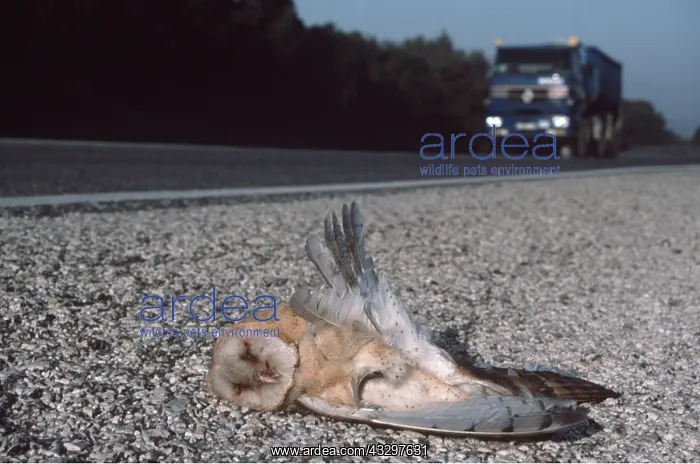 : BARN OWL - dead in the middle of the road, killed by traffic : BARN OWL - dead in the middle of the road, killed by traffic
