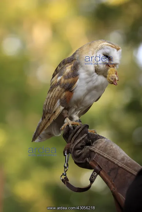 : Barn Owl eating a chicken on a leather glove : Barn Owl eating a chicken on a leather glove