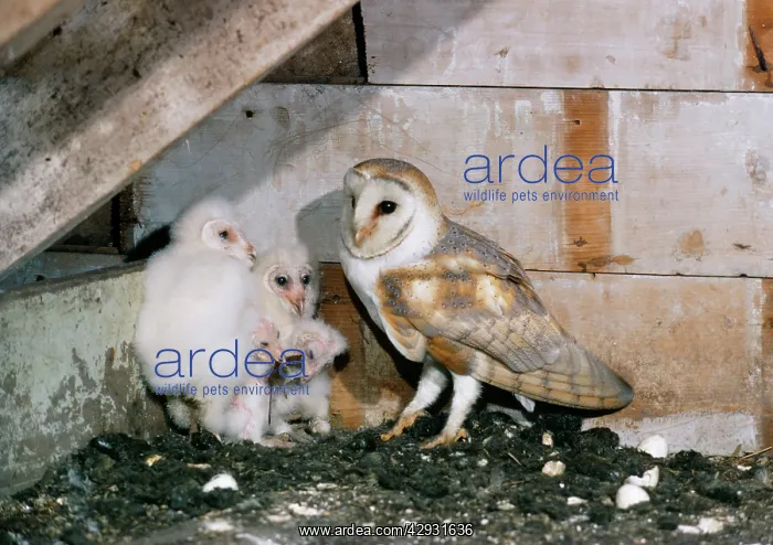 : Barn Owl - Female Adult with young : Barn Owl - Female Adult with young