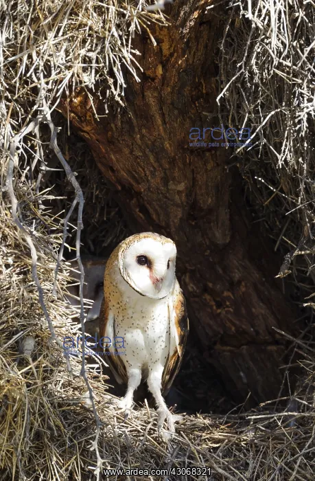 : Barn Owl - female at the entrance of its nest - : Barn Owl - female at the entrance of its nest -