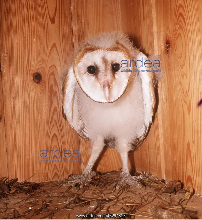 : BARN OWL - fledgling, 40 days old in nest box : BARN OWL - fledgling, 40 days old in nest box