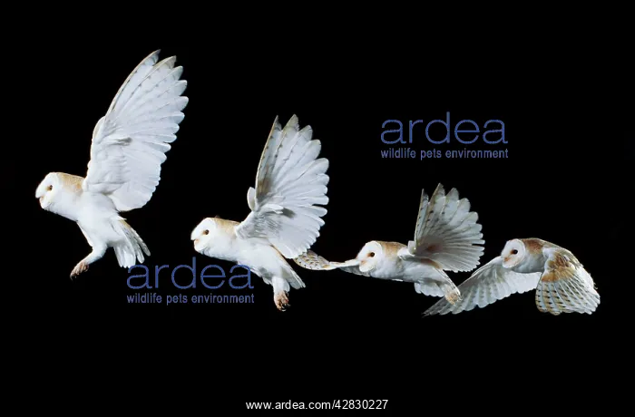 : Barn OWL - in flight : Barn OWL - in flight