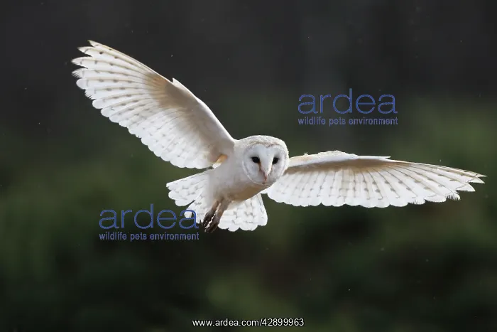 : Barn Owl - in flight : Barn Owl - in flight