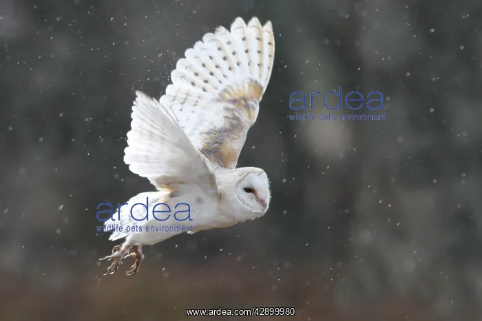 : Barn Owl - in flight : Barn Owl - in flight