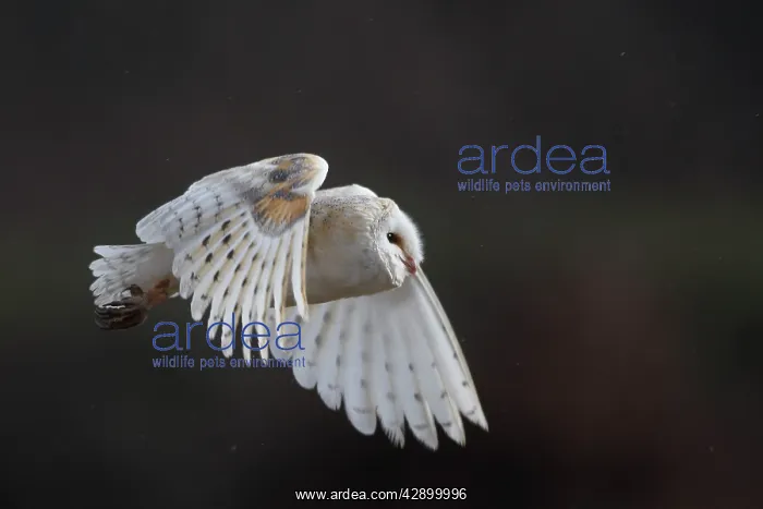 : Barn Owl - in flight : Barn Owl - in flight