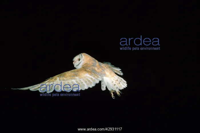  : Barn Owl - in flight