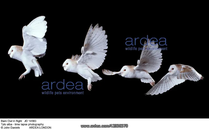 : Barn OWL - in flight : Barn OWL - in flight