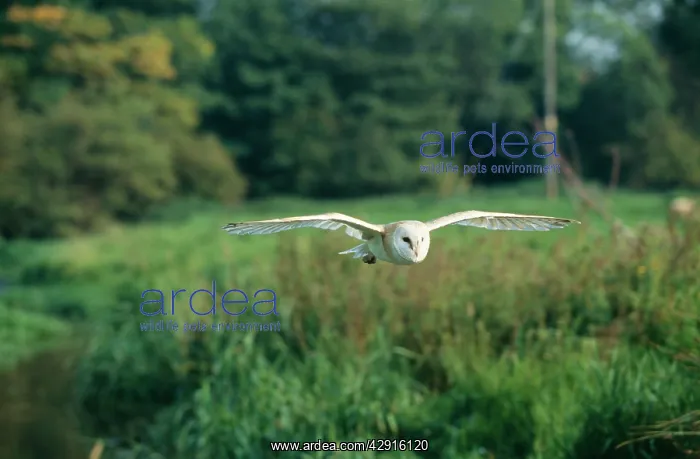 : BARN OWL - in flight over field : BARN OWL - in flight over field