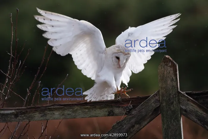 : Barn Owl - in flight about to land on fence : Barn Owl - in flight about to land on fence