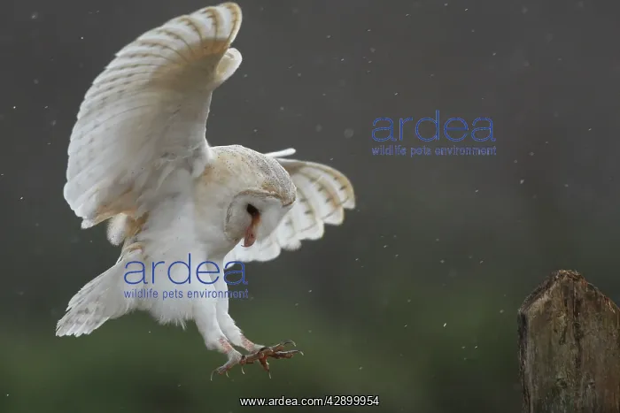 : Barn Owl - in flight about to land on post : Barn Owl - in flight about to land on post