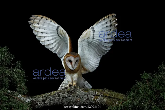 : Barn Owl in flight at night about to land : Barn Owl in flight at night about to land