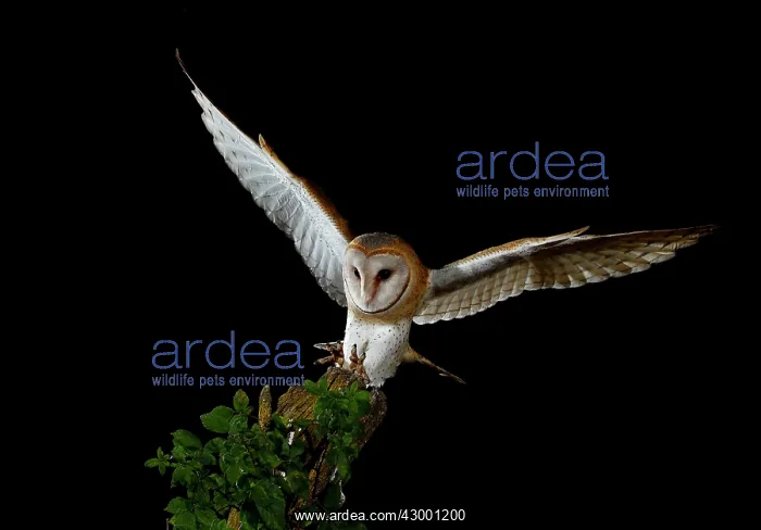 : Barn Owl in flight at night about to land : Barn Owl in flight at night about to land