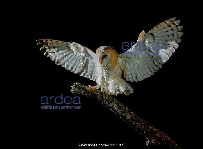 : Barn Owl in flight at night about to land : Barn Owl in flight at night about to land