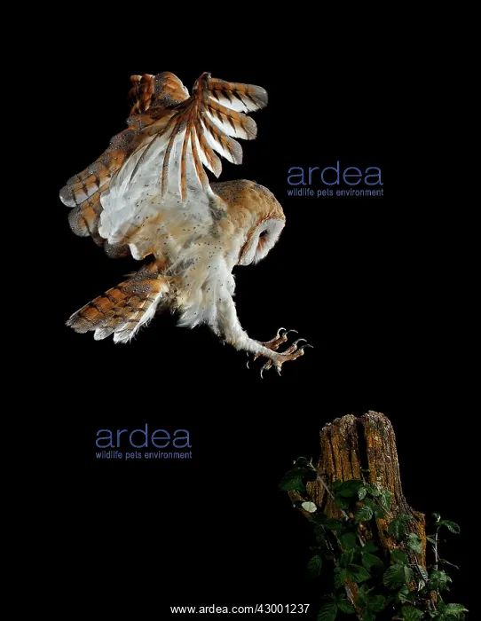 : Barn Owl in flight at night about to land : Barn Owl in flight at night about to land