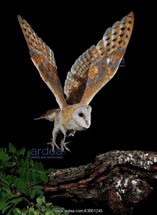 : Barn Owl in flight at night about to land : Barn Owl in flight at night about to land