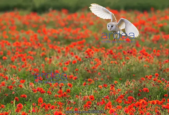 : Barn Owl in flight over Poppy meadow controlled : Barn Owl in flight over Poppy meadow controlled