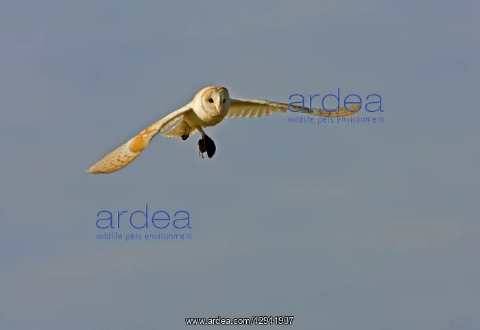 : Barn Owl - In flight with short-tailed field vole : Barn Owl - In flight with short-tailed field vole