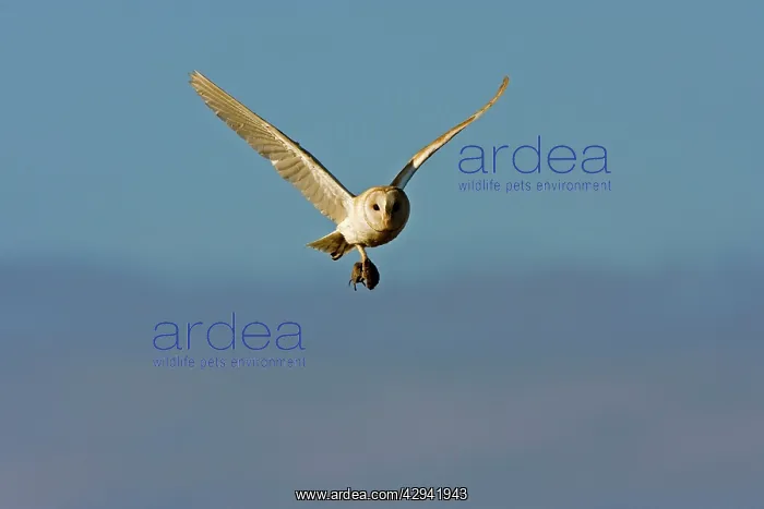 : Barn Owl - In flight with short-tailed field vole : Barn Owl - In flight with short-tailed field vole
