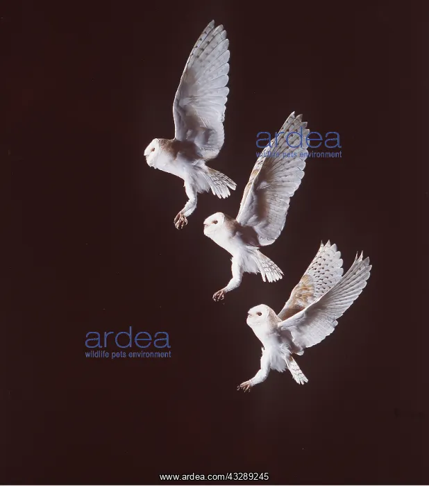: BARN OWL - in flight, time lapse photography : BARN OWL - in flight, time lapse photography
