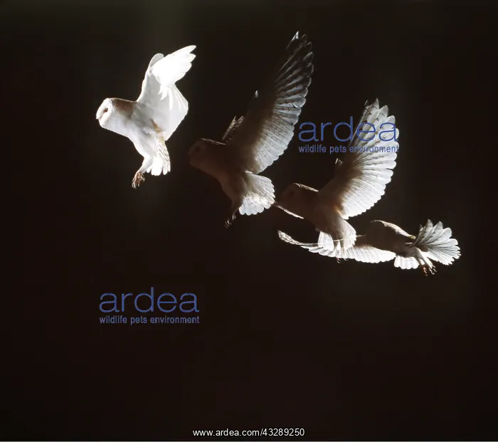 : BARN OWL - in flight, time lapse photography : BARN OWL - in flight, time lapse photography