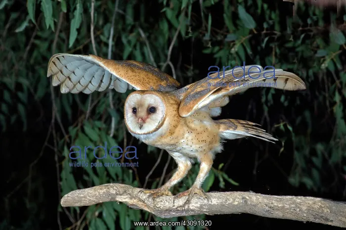 : Barn Owl about to fly : Barn Owl about to fly