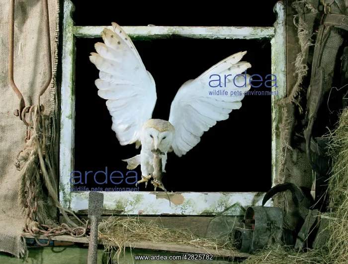  : Barn Owl - Flying through open window, captive