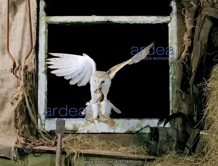 : Barn Owl - Flying through open window, captive : Barn Owl - Flying through open window, captive