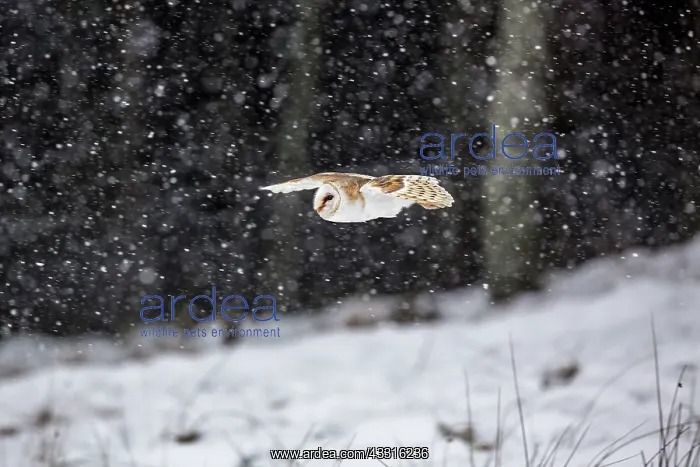 : Barn Owl - Flying in Snow - UK : Barn Owl - Flying in Snow - UK