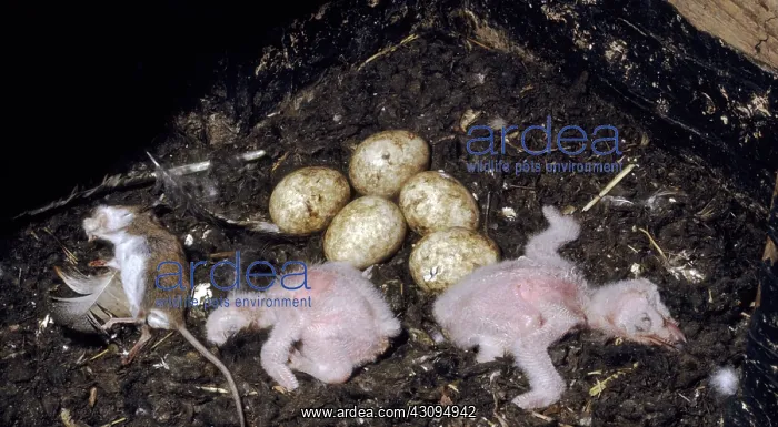 : Barn Owl Hatchlings : Barn Owl Hatchlings