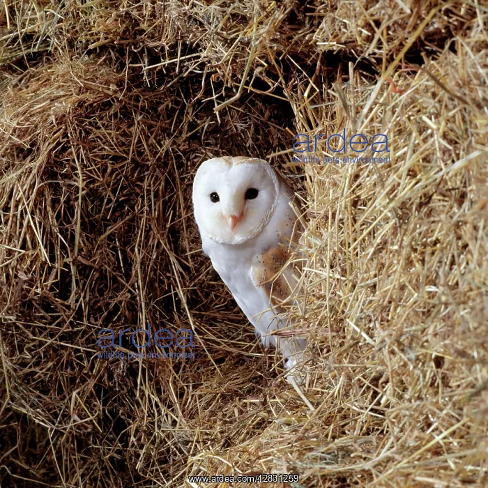 : Barn OWL - on hay : Barn OWL - on hay