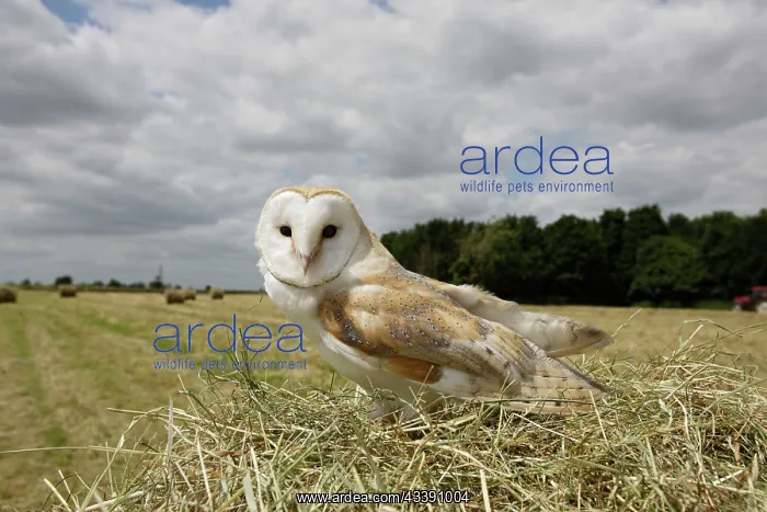 : Barn owl - in hayfield : Barn owl - in hayfield