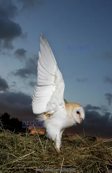 : Barn owl - in hayfield at dusk : Barn owl - in hayfield at dusk