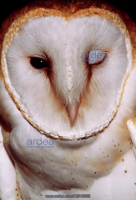 : Barn OWL - Head, one eye shut, winking' : Barn OWL - Head, one eye shut, winking'