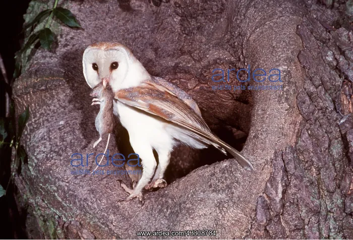 : BARN OWL - holding mouse in beak, near tree hollow : BARN OWL - holding mouse in beak, near tree hollow