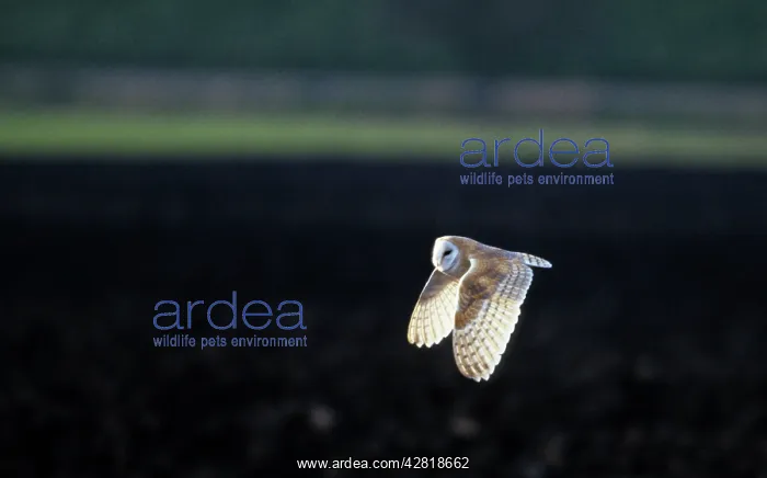 : Barn Owl - Hunting : Barn Owl - Hunting