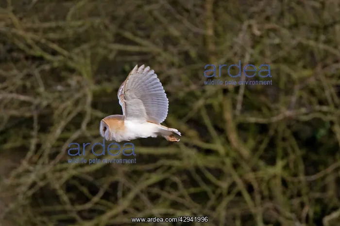 : Barn Owl - Hunting in daylight : Barn Owl - Hunting in daylight