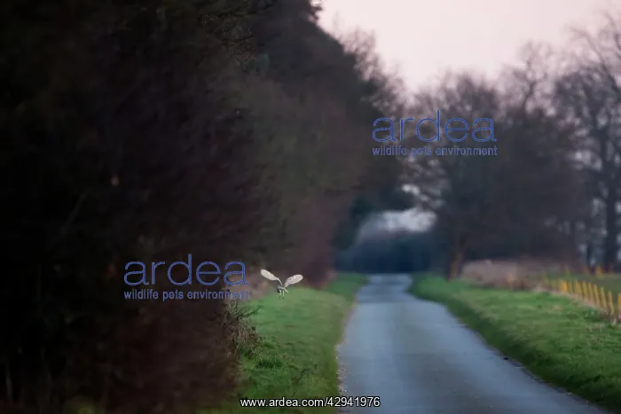 : Barn Owl, hunting beside road in evening : Barn Owl, hunting beside road in evening