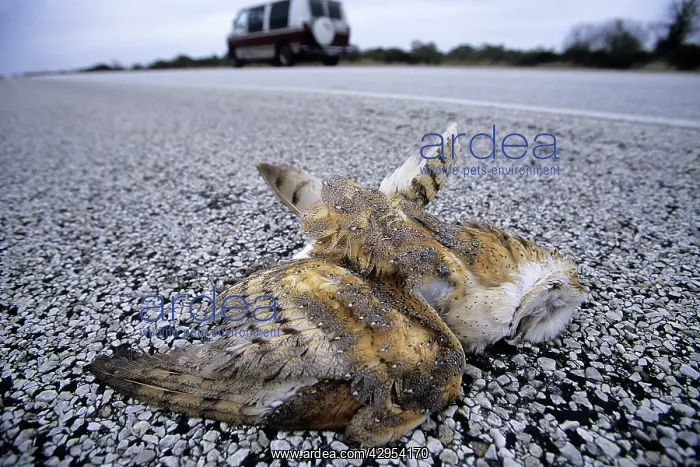 : Barn Owl - killed by passing cars - roadkill : Barn Owl - killed by passing cars - roadkill